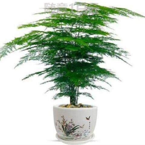 Asparagus bamboo potted plants indoor easy-to-raise and easy-to-live plants bonsai green plant living room flowers evergreen four seasons purify the air