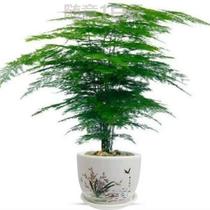 Wenzhu Potted Plant Indoor Good Raising Easy Living Plant Bonsai Green Planting Living Room Flowers All Season Evergreen Purifying Air