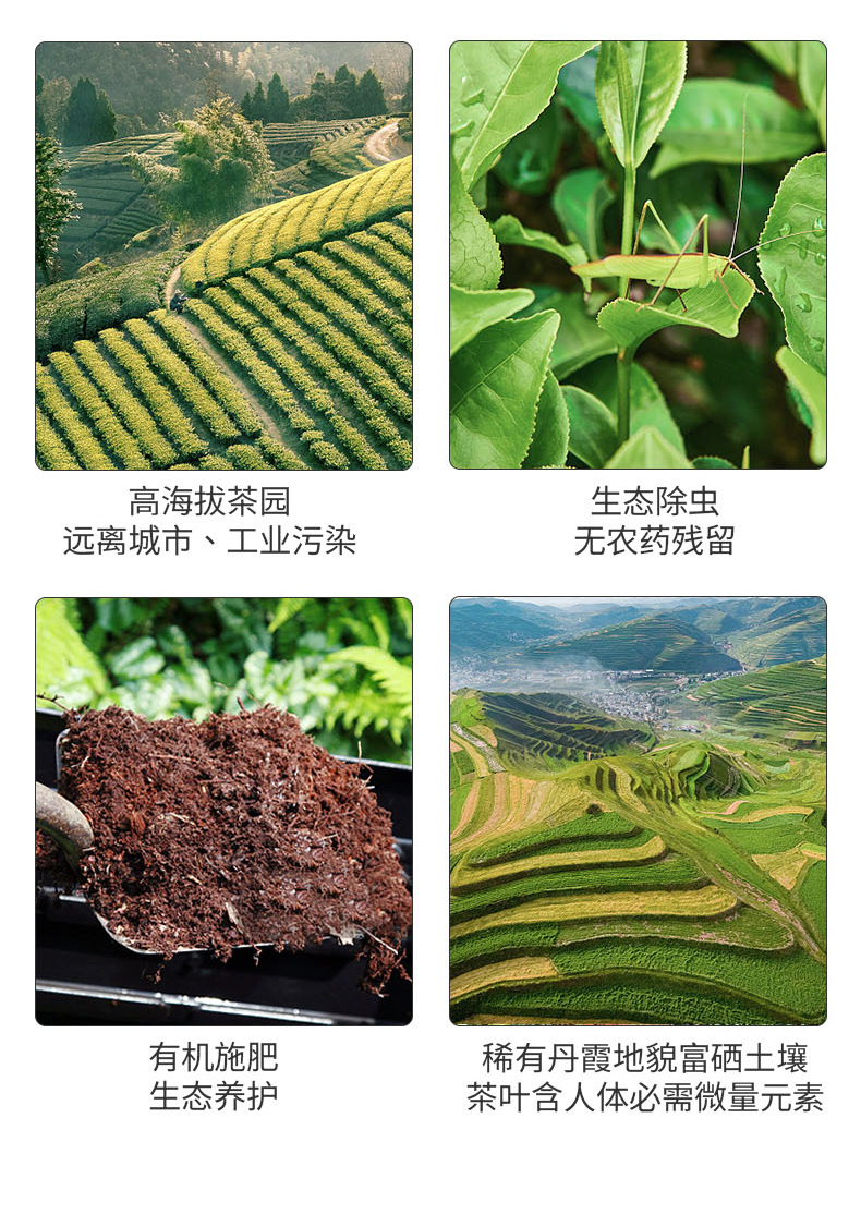 iPocket爱泡可有机茶广东早茶绿茶绿茶红茶