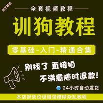 Training dog tutorial training dog video teddy gold mullah dog Labrador chai dog 2021 new hand training 0 basis