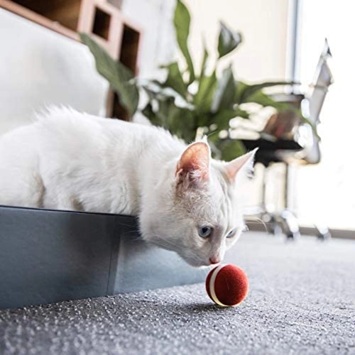 Кошка играет с кошками кошек, чтобы играть в Казахстан