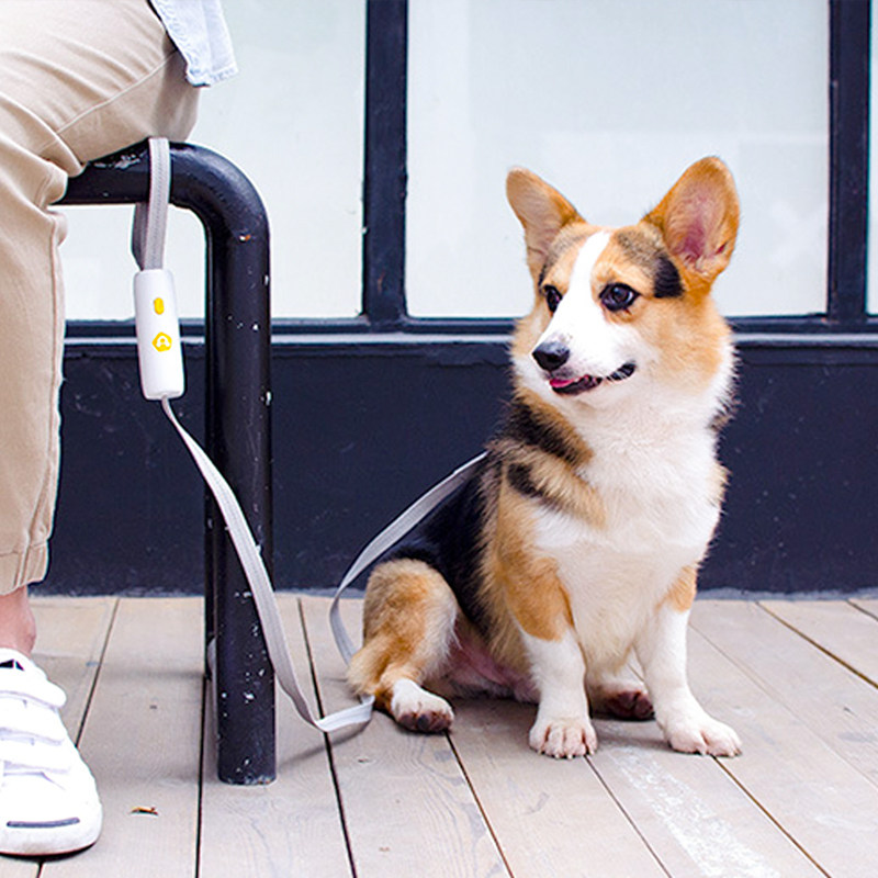 Dog traction rope walking dog chain collar with puppy small medium dog tied to dog rope pet supplies