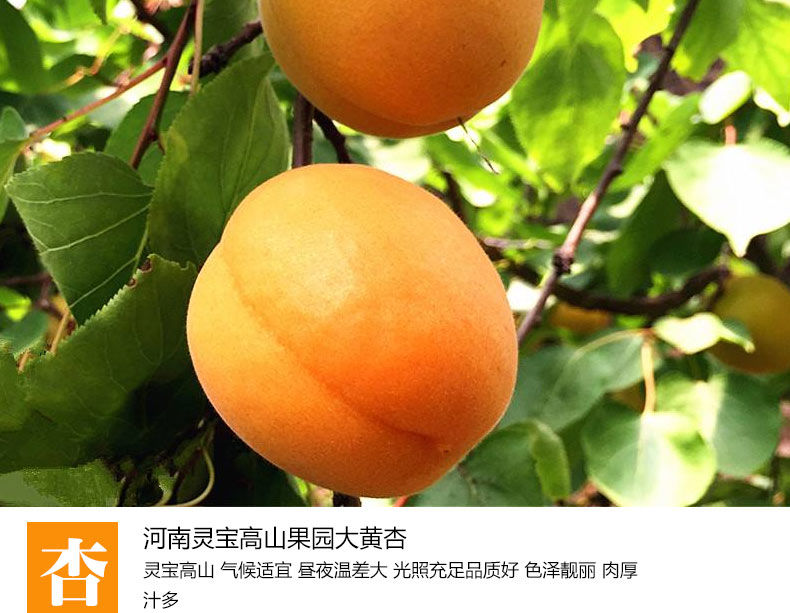 河南灵宝 高山大黄杏 净重5斤 图8