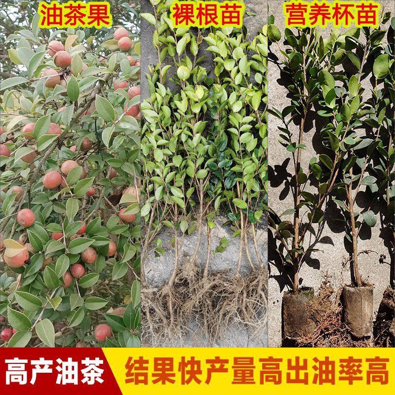 揭秘油茶种植的秘密：从育苗到收获的全过程