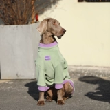 Собачья одежда зима большая собака теплый лабрадор локоть одежда золотой ретривер модный интернет -знаменитый собака Зимняя одежда зимняя одежда