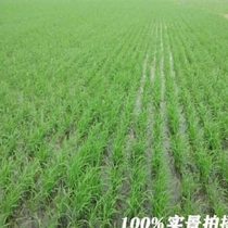 Rice direct seeding machines are neatly arranged and man-operated devices have high ear yield and are portable and multi-functional for cereals.