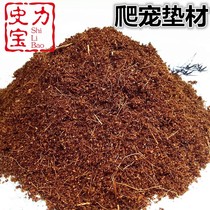 Snail Nutraceutical Broccoli Moss Snail Supplies Large Full Snail Feed Calcium Bone Powder Snail Rearing