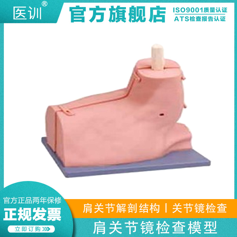 医训 YX/LV77肩关节镜检查模型 肩关节腔镜练习模型 肩关节模型