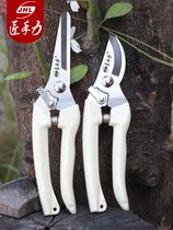 Scissors Titanium Steel Plant Flowers Cut Branches Special Cut Lengthened Tea Branches Cut Flowers Art Small Scissors Stainless Steel Imports