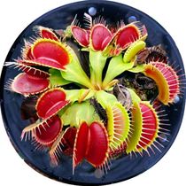 Fly-catchers Potted plants cannibalists Flowers Mosquitoes Repellent Grass Indoor Flowers Thatch Indoor Floral Thatch Extra-large Carnivora Small Green Plant