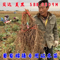 Grape Sapling Graft Special Rootstock Berda Cuttage Fry 5BB Self-rooted Miao 3309M Anvil Wood Real Fry Graft