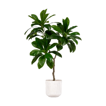 Dense bionic green plants Du Ying artificial simulation living room Internet celebrity plants indoor shop fake trees floor-standing potted plants