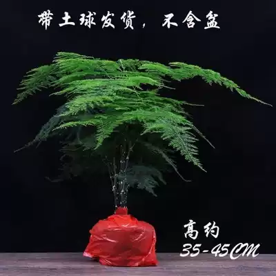 Big Wenzhu potted indoor living room to absorb formaldehyde, Four Seasons evergreen office desktop is good to feed Small Bamboo bonsai