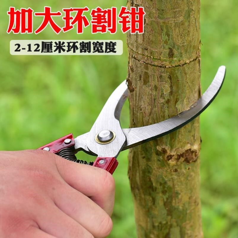 Fruit tree ring cut theorfruit tree ring cutting knife ring peeling knife ring branch cut lychee mandarin orange pomace fruit tree peeling