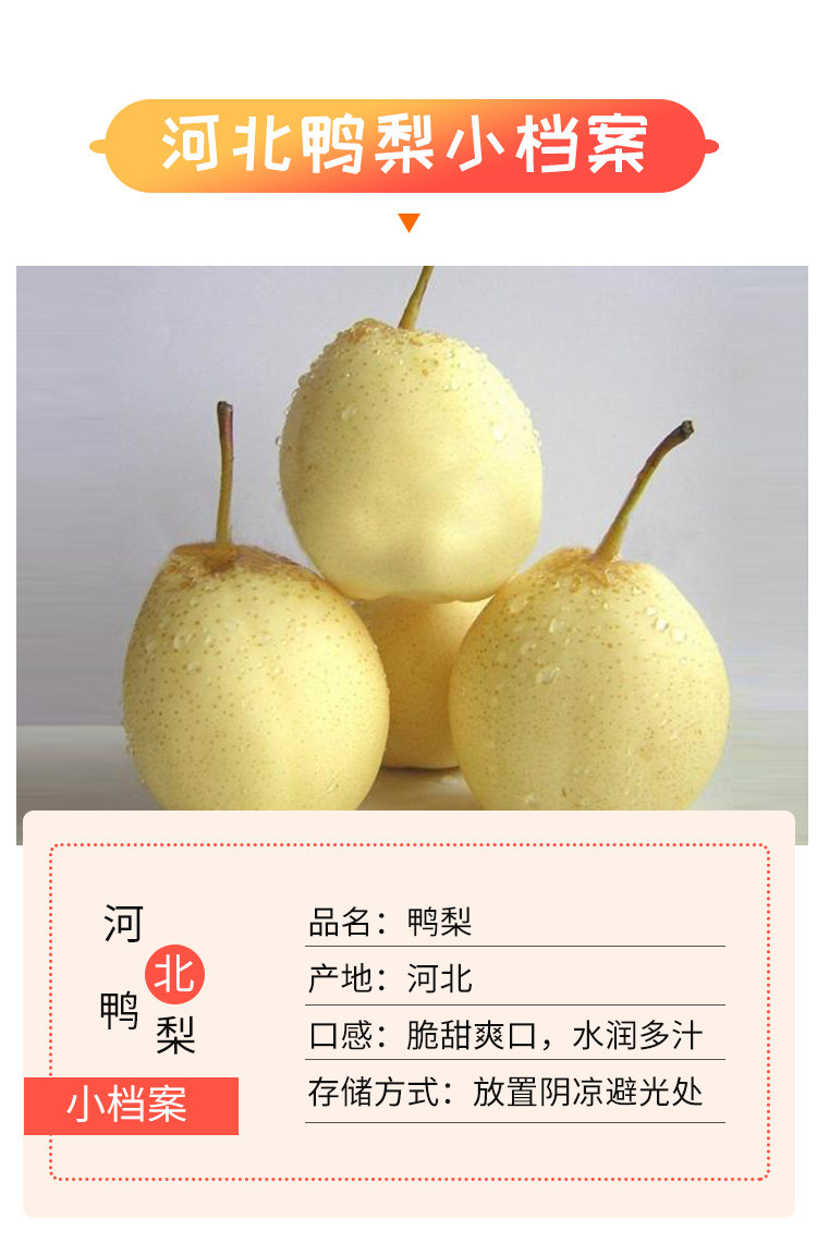 新鲜现摘 河北赵县鸭梨3斤新鲜梨子 图7