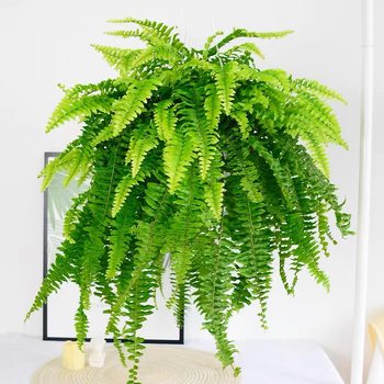 Boston fern indoor hanging formaldehyde to purify air