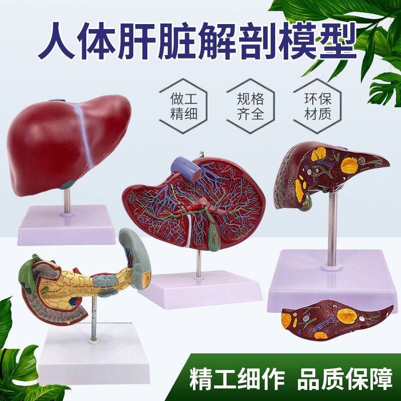 医学仿真人体肝脏解剖模型肝门胆囊胆管结构消化系统器官演示教具