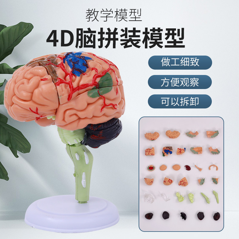 益智拼装玩具人体器官拼装模型大脑模型 大脑拼装模型 教用医学4D