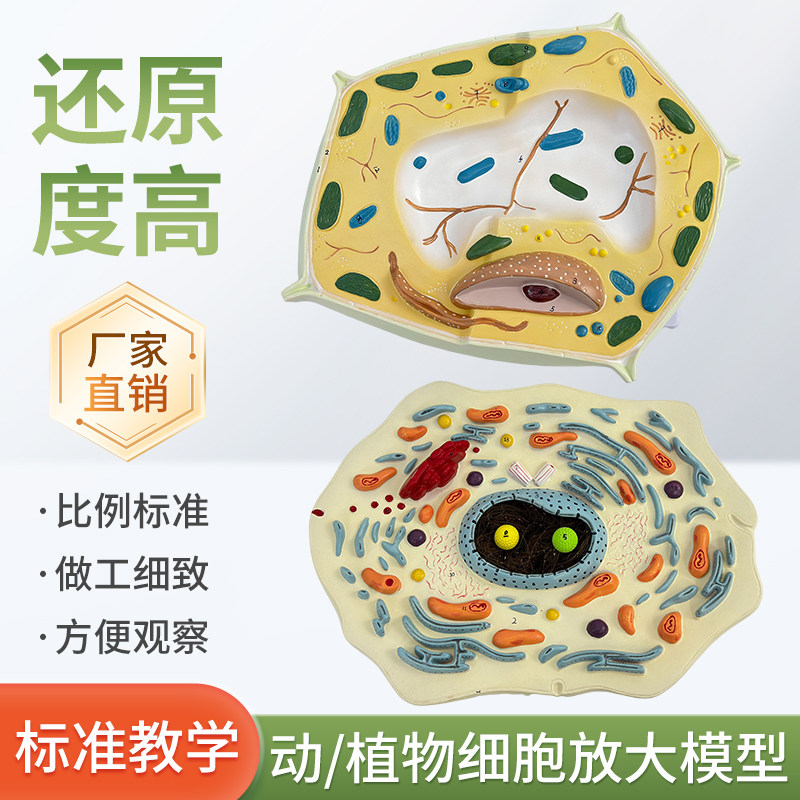 植物细胞亚显微结构细胞亚显微结构标本模型科教仪器医学教学专用