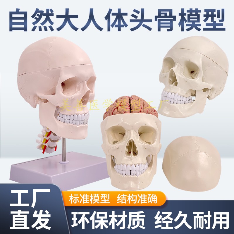 成人1：1医学仿真人体头骨模型头颅骨解剖 白色头骨带颈椎脑解剖