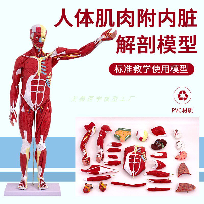 80CM人体全身肌肉模型 内脏器官解剖结构组织 可拆卸运动医学教学