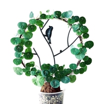 Mountain Turtle Climbing Vine indoor potted plant Climbing Climbing Vine climbing Climbing Vine plant supports round metal garden Ivy