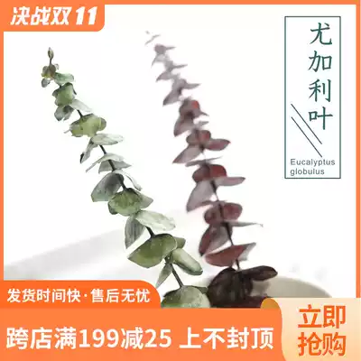 Man Yue DIY scented candle material eucalyptus leaf diy wax brand material dried flower leaf material decoration one