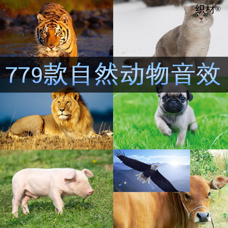 779 Types of Various Animal Sounds and Music: Pig, Cow, Sheep, Horse, Bear, Tiger, Cat, Lion, Wolf, Chicken Sounds Audio Collection