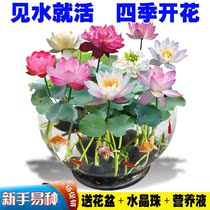 Sleeping Lotus Water Bacon Plant Season Flowering Indoor Good Raising Flowers Plants Indoor Flowers Lotus Flowers Potted Pure Water Raising Bowls Lotus Flowers