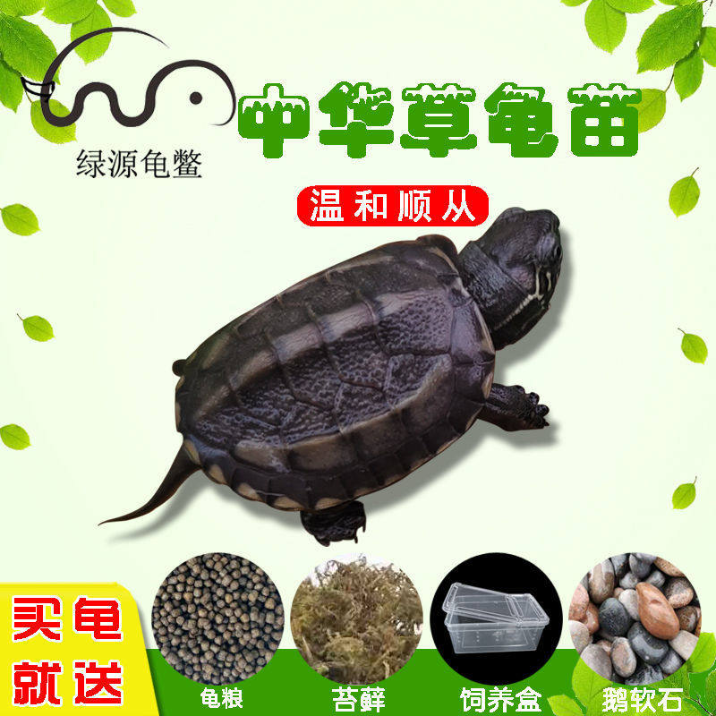 [USD 10.07] Glover turtle turtle turtle turtle turtle fry turtle furtle ...