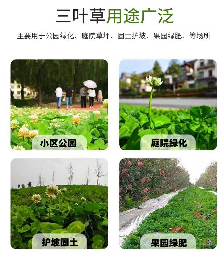 多年生草坪籽三叶草种子白三叶红三叶车轴草种籽耐寒绿化草坪草籽-阿里巴巴