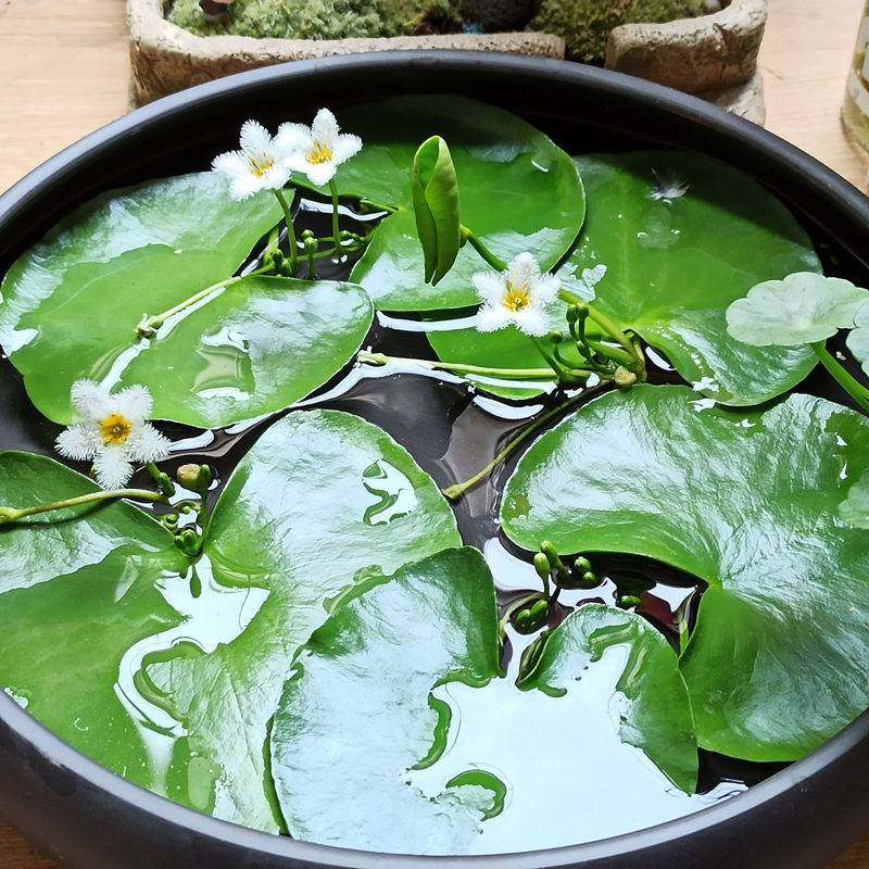 Human landscape water floating set raw meal real water grass-free lazy fish tank water four grass live season soil-making water plant fish pond floating water grass