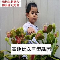 Venus flytrap potted pitcher carnivorous cannibal flower repellent mosquito repellent grass mosquito trap artifact indoor green plant super large Cordyceps