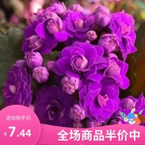 (With Bud delivery) Longevity flower potted plant with flower bud double petal big flower blossom good indoor grass flower
