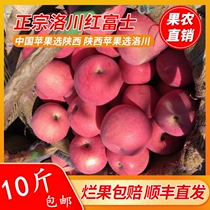 Authentic Shaanxi Luochuan Red Fuji apples in the season fresh fruit rock candy heart Orchard now pick 10 Jin whole box