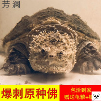Little turtle living crocodile turtle Miscellaneous Buddha crocodile turtle seedling pet turtle living North American crocodile turtle water turtle Buddha crocodile turtle