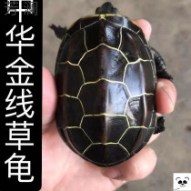 Moose turtle purebred All Black Top ink seedlings authentic outer pond grass turtle Chinese black belly small turtle living object Golden Line Adult