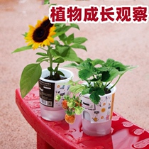 Plant Planting Watch Primary School Childrens Growth Germination Box Experiment Mini Small Flower Cans Kindergarten Sunflower