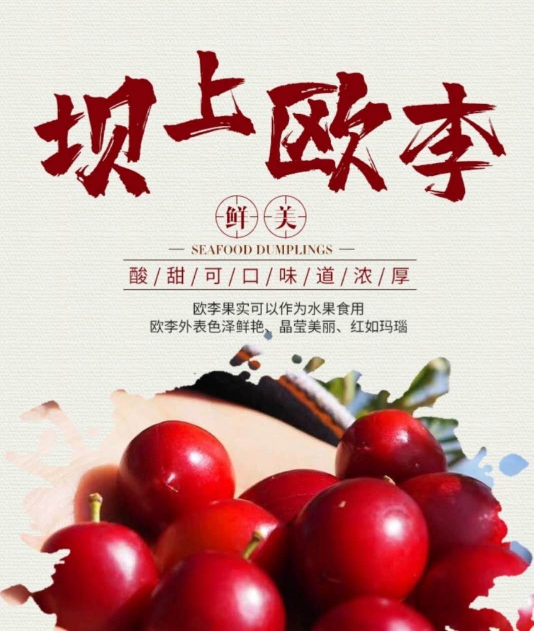 欧李钙果鲜果:酸甜爆汁的“小红果”真能补钙?产地直发真相揭秘!🍒-李子-淘宝百科网