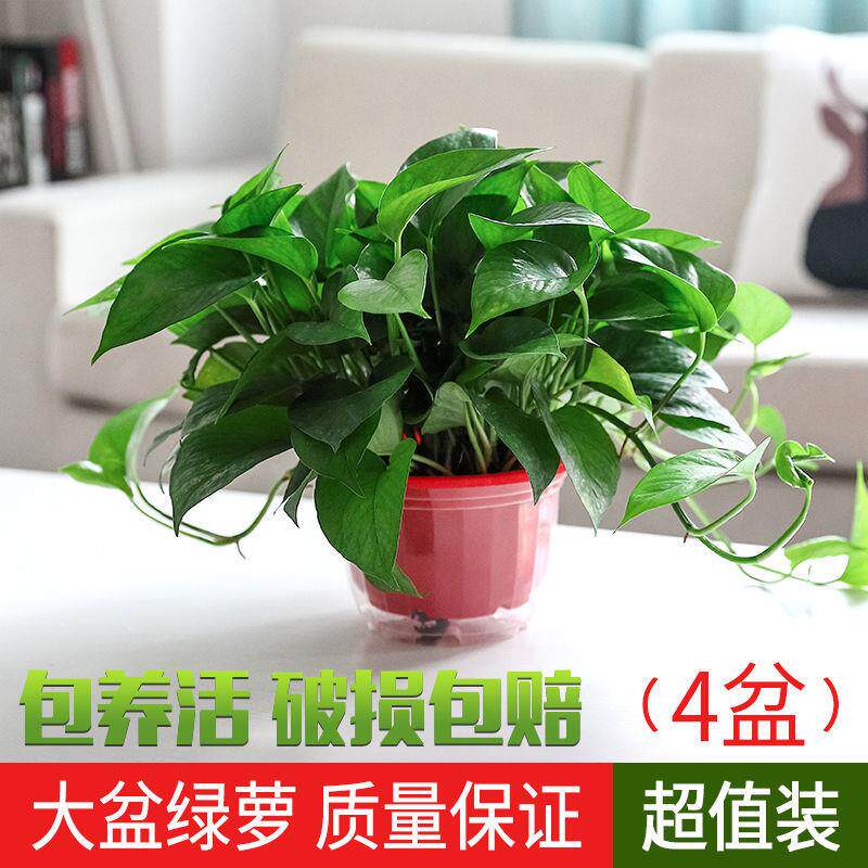 Gold Ge potted water-absorbing flower indoor formaldehyde removal new house long vine gold Ge radiation protection plant hydroponic green plant