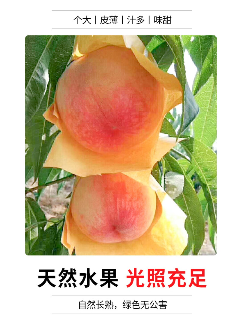 白玉园 无锡阳山水蜜桃 单个4两*8个 天猫优惠券折后¥48包邮(¥68-20)