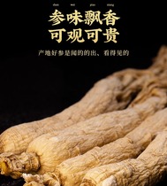 Nord-est Terrendement brut ginseng à cinq folioles Long-ginseng blanc ginseng ginseng à cinq folioles Ginseng Ginseng à Soup Soak Wine Nourishing and Elders Best