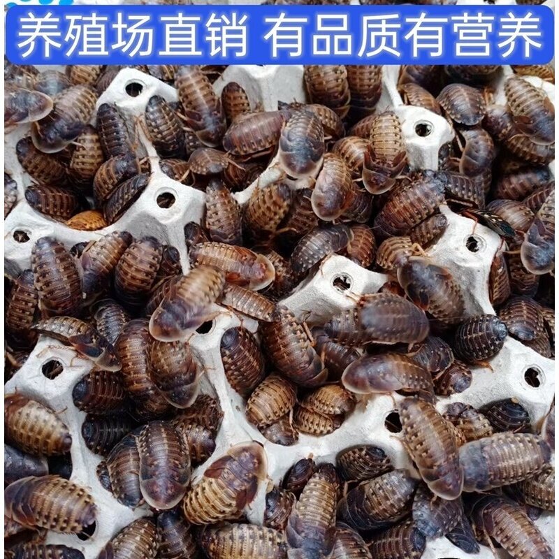 爬宠饲料