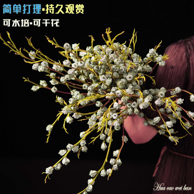 Diamond Eucalyptus Fresh Cut Flowers Express Delivery Dried Real Flowers Natural Living Room Decoration Directly Shipped from Yunnan Base Diamond Eucalyptus Fresh Cut Flowers Express Delivery Dried Real Flowers Natural Living Room Decoration Directly Shipped from Yunnan Base
