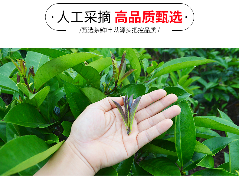 【稳定签到】山香名饮蒲公英茶50g