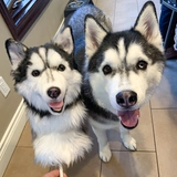 Реалистичная карта-маны, защитный чехол, шлем, делается под заказ, домашний питомец, подарок на день рождения