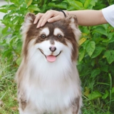 Реалистичная карта-маны, кукла, плюшевая игрушка, США, домашний питомец, подарок на день рождения