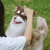 Реалистичная карта-маны, кукла, плюшевая игрушка, США, домашний питомец, подарок на день рождения