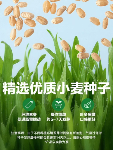 Кошачья трава была посажена хорошо