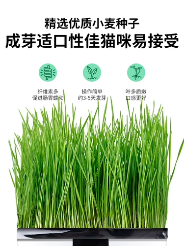 Кошачья трава была посажена хорошо